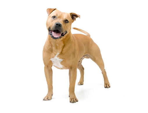 Bull 2025 staffy dog
